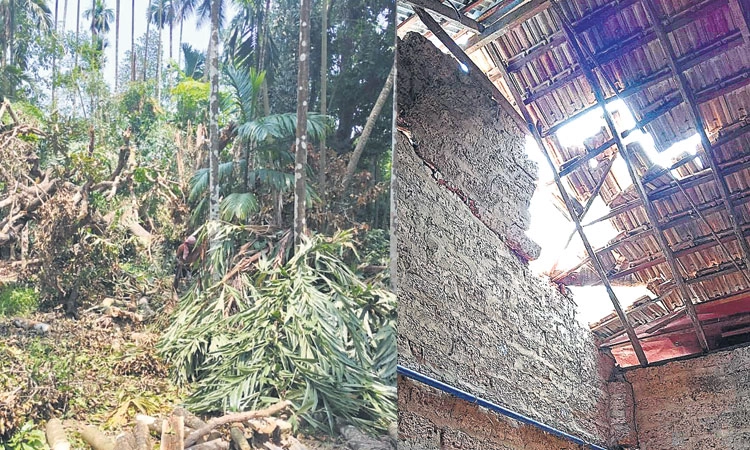 ಪಾಣೆಮಂಗಳೂರು, ಮಣಿನಾಲ್ಕೂರು: ಗಾಳಿ ಮಳೆಗೆ ಹಾನಿ