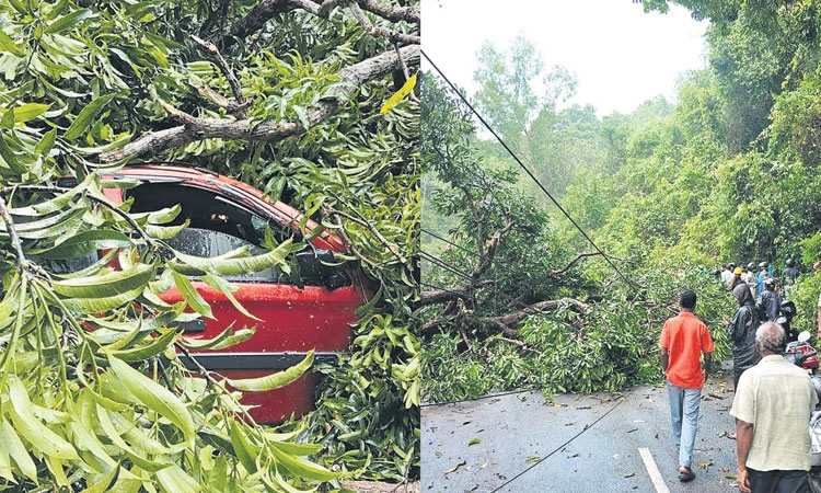 ಸಂಜೆ ವೇಳೆ ಬೀಸಿದ ಬಿರುಗಾಳಿಯಿಂದ ಕಾರಿನ ಮೇಲೆ ಬಿದ್ದ ಮರ 