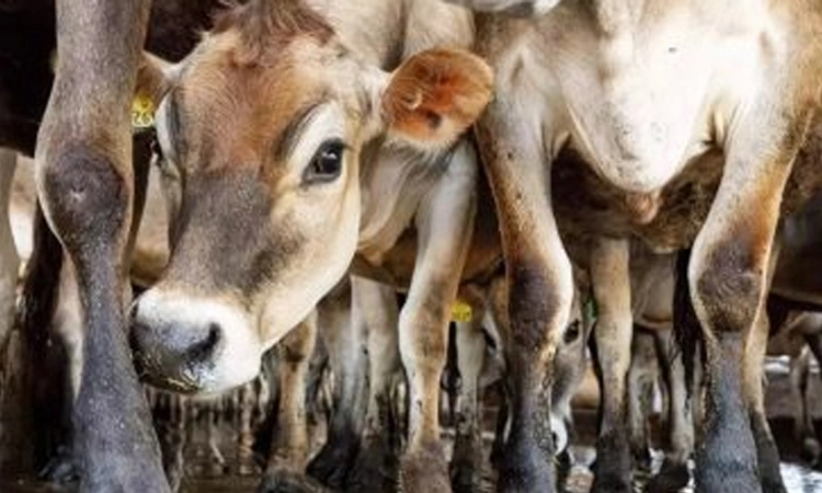 Udupi: ಜಿಲ್ಲೆಯಲ್ಲಿ ಪಶು ವೈದ್ಯಕೀಯ ಸಿಬಂದಿ ತೀವ್ರ ಕೊರತೆ