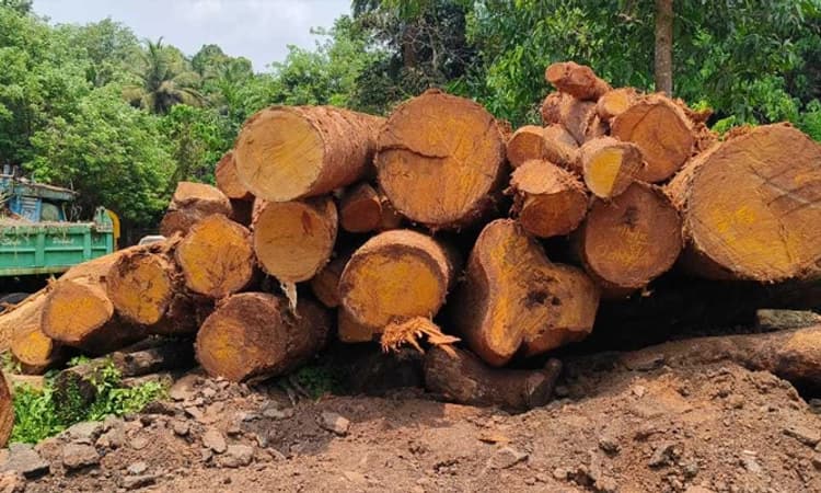 Belthangady: ಮೀಸಲು ಅರಣ್ಯದಿಂದ ಮರ ಕಳವು ಯತ್ನ ಅರಣ್ಯ ಇಲಾಖೆ ತಂಡ ದಾಳಿ, ವಶ