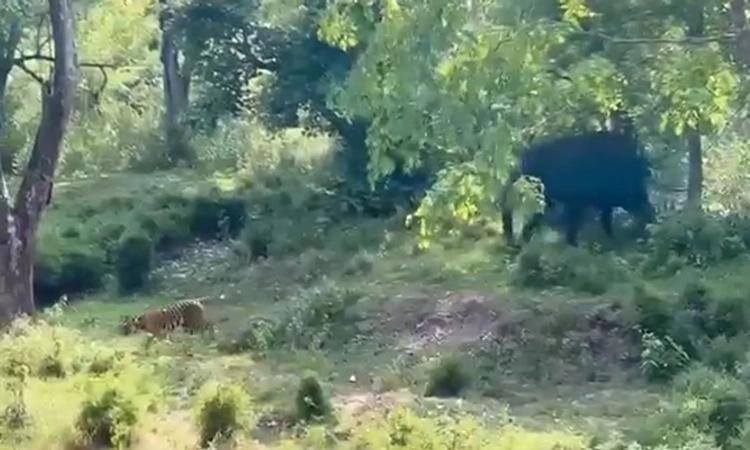 Hunsur: ಹುಲಿಯನ್ನೇ ಅಟ್ಟಾಡಿಸಿದ ಆನೆ