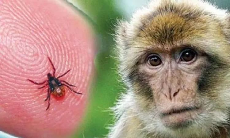 KFD ಸಂಚಾರ ಪತ್ತೆಗೆ ರಕ್ತಸಾರ ಸಮೀಕ್ಷೆ: ಹೇಗೆ ಅಧ್ಯಯನ?