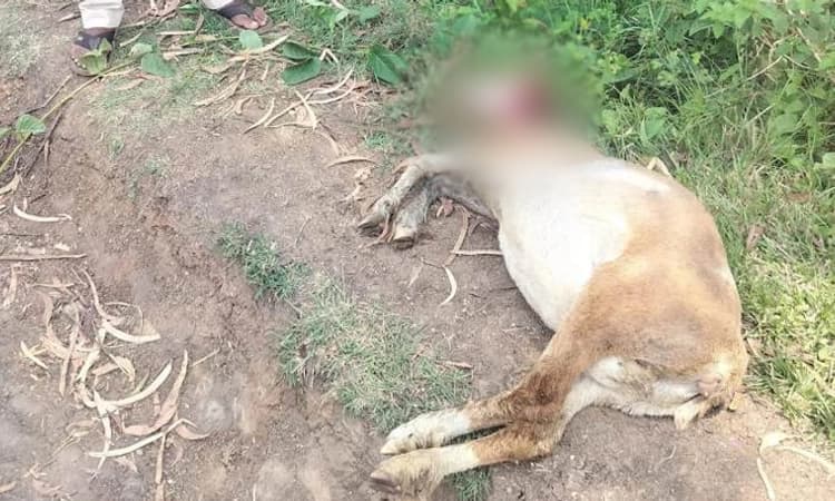 Hunsur: ಹಾಡಹಗಲೇ ಹುಲಿ ಪ್ರತ್ಯಕ್ಷ; ಮೇಕೆ ಬಲಿ