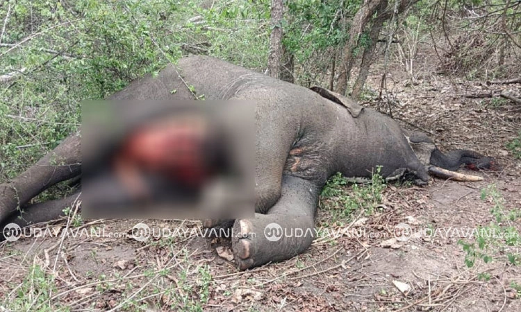 Hunsur: ನಾಗರಹೊಳೆಯಲ್ಲಿ ಮೂಳೆ ಮುರಿದಿದ್ದ ಒಂಟಿಕೋರೆಯ ಆನೆ ಸಾ*ವು