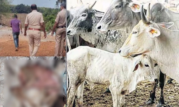 ಭಟ್ಕಳ ಬಳಿ ಗರ್ಭಿಣಿ ಗೋವು ಹ*ತ್ಯೆ ಪ್ರಕರಣ: ಹಂತಕನ ಬಂಧನ