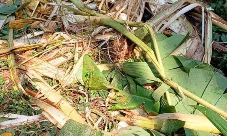 Sullia: ಕೃಷಿ ತೋಟಕ್ಕೆ ಕಾಡಾನೆ ಲಗ್ಗೆ… ಅಪಾರ ಪ್ರಮಾಣದ ಹಾನಿ