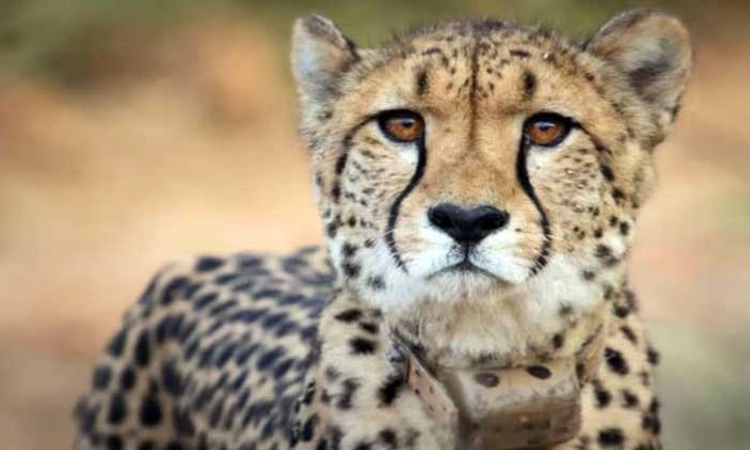 Cheetahs: ಬೊಟ್ಸ್‌ವಾನ್ ನಿಂದ ಭಾರತಕ್ಕೆ ಬರಲಿವೆ 8 ಚೀತಾಗಳು