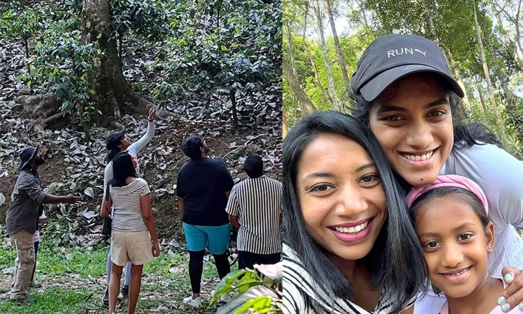 Madikeri: ಕೊಡಗಿನ ಕಾಫಿ ತೋಟದಲ್ಲಿ ಬ್ಯಾಡ್ಮಿಂಟನ್ ತಾರೆ ಪಿ.ವಿ.ಸಿಂಧು
