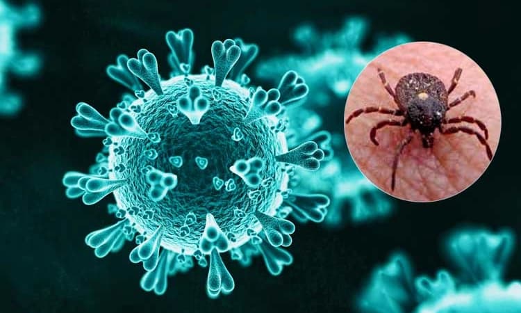 Thirthahalli: ಕೆಎಫ್‌ಡಿ ಸೊಂಕಿಗೆ ತೀರ್ಥಹಳ್ಳಿಯ ಬಾಲಕ ಮೃತ್ಯು !