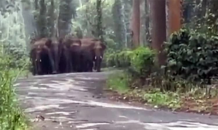 Madikeri: ನಡು ರಸ್ತೆಯಲ್ಲೇ ಕಾಡಾನೆಗಳ ವಾಯು ವಿಹಾರ: ಬೆಚ್ಚಿಬಿದ್ದ ಜನ…!