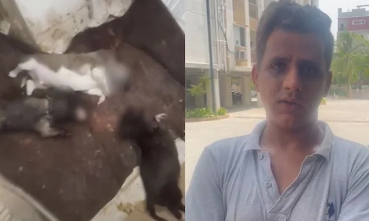 crime: ನಾಯಿಮರಿಗಳನ್ನು ಗೋಡೆಗೆಸೆದು ಕೊಂ*ದ ವ್ಯಕ್ತಿ; ಅಮಾನವೀಯ ದೃಶ್ಯ ಸಿಸಿಟಿವಿಯಲ್ಲಿ ಸೆರೆ