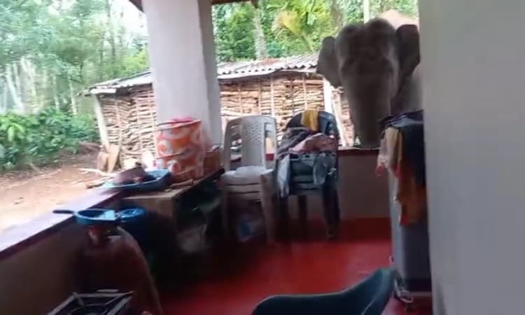 Mudigere: ಮನೆಬಾಗಿಲಿಗೆ ಬಂದ ಒಂಟಿಸಲಗ: ಭೀತಿಯಲ್ಲಿ ಮಲೆನಾಡ ಜನ