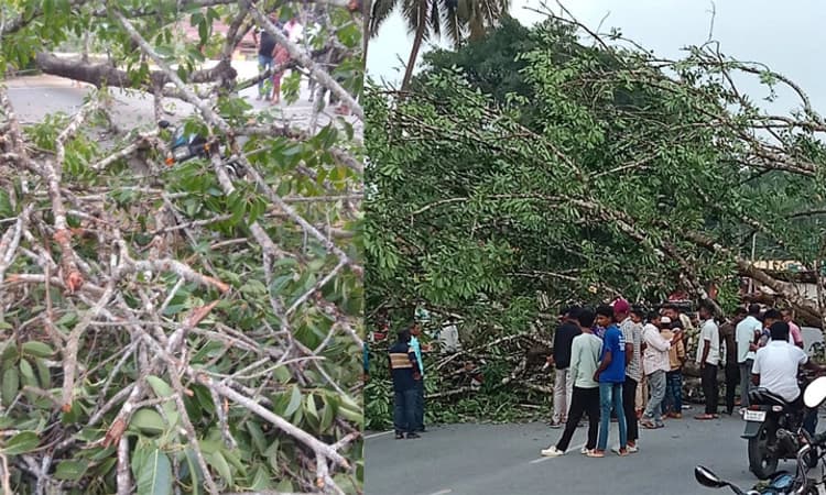 ತೀರ್ಥಹಳ್ಳಿ – ಕೊಪ್ಪ ರಸ್ತೆಯಲ್ಲಿ ಧರೆಗುರುಳಿದ ಮರ: ಬೈಕ್ ಸವಾರನಿಗೆ ಗಾಯ