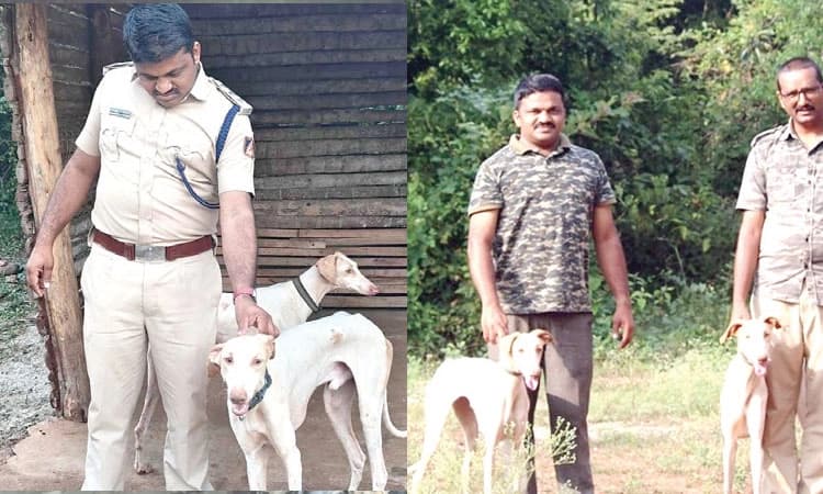 Mudhol dog squad: ಶ್ರೀಗಂಧ ಕಾವಲಿಗೆ ಮುಧೋಳ ಶ್ವಾನದಳ ಗಸ್ತು!