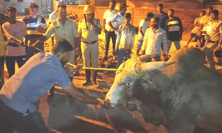 Rabkavi: 40 ಅಡಿ ಆಳದ ಚರಂಡಿಗೆ ಬಿದ್ದ ಬೃಹತ್ ಬಸವನ ರಕ್ಷಣೆ