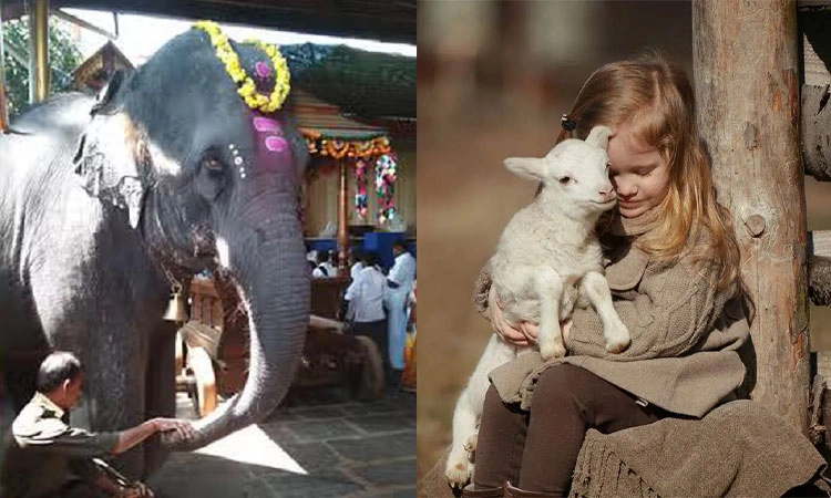Animals: ಮುಗ್ಧ ಪ್ರಾಣಿಗಳ ಮೇಲೆ ದಯೆ ಇರಲಿ
