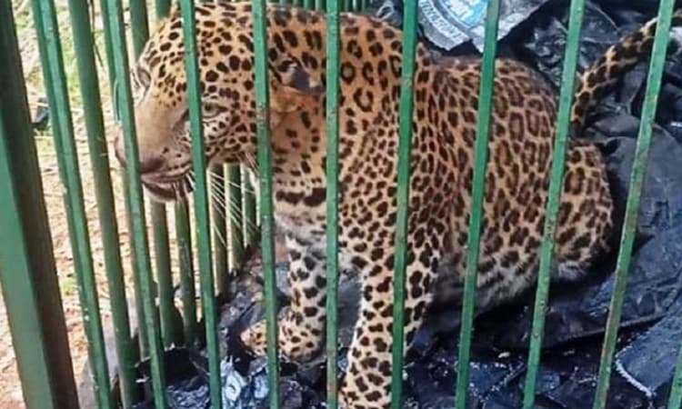 Hunsur: ಗಾವಡಗೆರೆಯಲ್ಲಿ ಬೋನಿಗೆ ಬಿದ್ದ ಚಿರತೆ