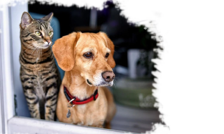 Animals: ನಿಷ್ಕಲ್ಮಷ ಜೀವಗಳನ್ನು ಉಳಿಸೋಣ, ಮುಗ್ಧ ಪ್ರಾಣಿಗಳನ್ನು ಪ್ರೀತಿಸೋಣ…