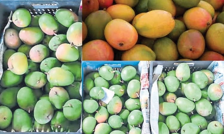 Mango Season: ಬಿಸಿಲಾಘಾತ: ಮಾರುಕಟ್ಟೆಗೆ ರಾಮನಗರ ಮಾವು ತಡ 