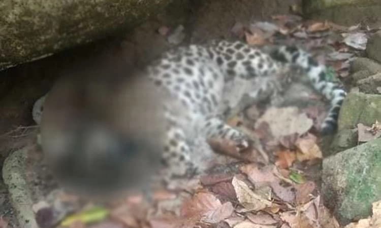 Belthangady ಸವಣಾಲು: ಚಿರತೆಯ ಮೃತದೇಹ ಪತ್ತೆ