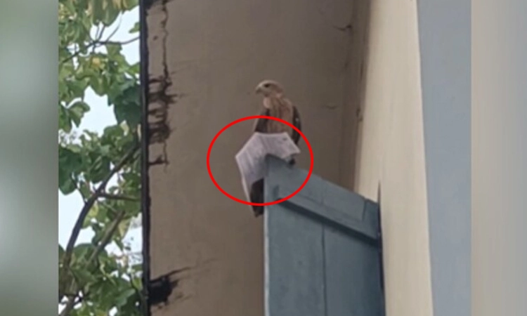 Kasaragod: ಪರೀಕ್ಷೆ ಆರಂಭಕ್ಕೆ ಮೊದಲು ವಿದ್ಯಾರ್ಥಿಯ ಹಾಲ್ ಟಿಕೆಟ್ ಕಸಿದು ಹಾರಿದ ಹದ್ದು!