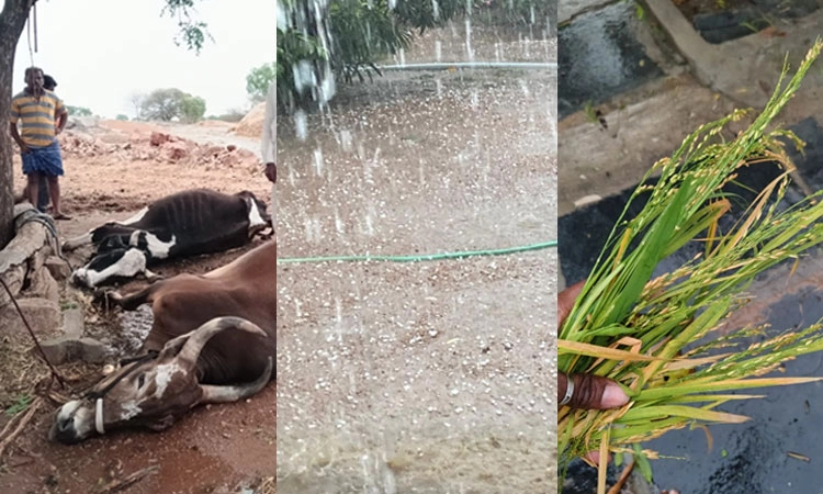 ಕೊಪ್ಪಳ, ಗಂಗಾವತಿಯಲ್ಲಿ ಆಲಿಕಲ್ಲು ಸಹಿತ ಭಾರೀ ಮಳೆ; ಭತ್ತದ ಬೆಳೆ ನಷ್ಟ, ಜಾನುವಾರುಗಳು ಬಲಿ