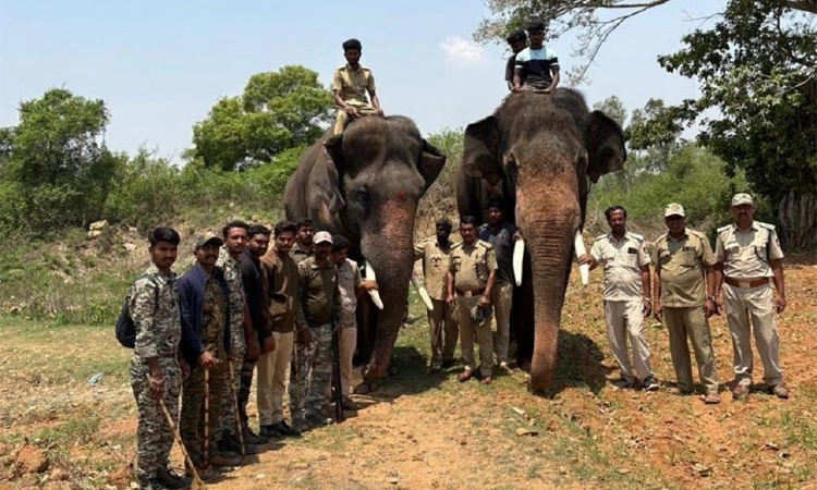 Hunsur: ಹುಲಿ ಪತ್ತೆಗೆ ಮತ್ತಿಗೋಡಿಂದ ಬಂದ ಭೀಮ; ಆತಂಕದಲ್ಲಿ ಗ್ರಾಮಸ್ಥರು