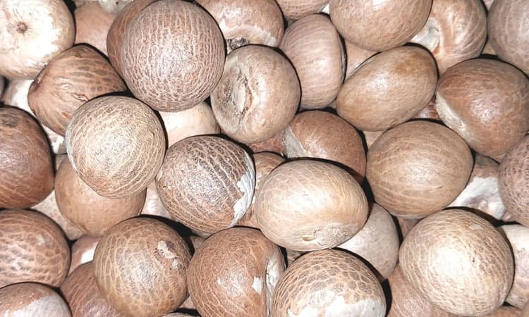 Research: ಅಡಿಕೆಯ ಸಮಗ್ರ ವೈಜ್ಞಾನಿಕ ಸಂಶೋಧನೆ ಆರಂಭ