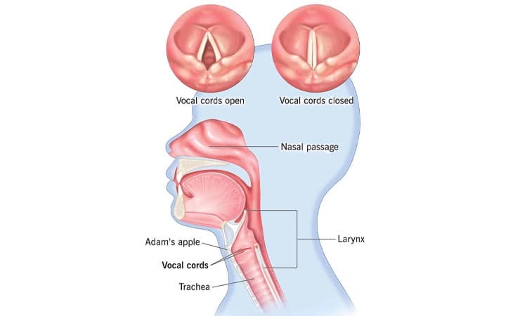 Voice Guide; ಧ್ವನಿ ಮಾರ್ಗದರ್ಶಿ- ಧ್ವನಿಯನ್ನು ಅರಿತುಕೊಳ್ಳುವುದು ಮತ್ತು ಅದರ ರಕ್ಷಣೆ