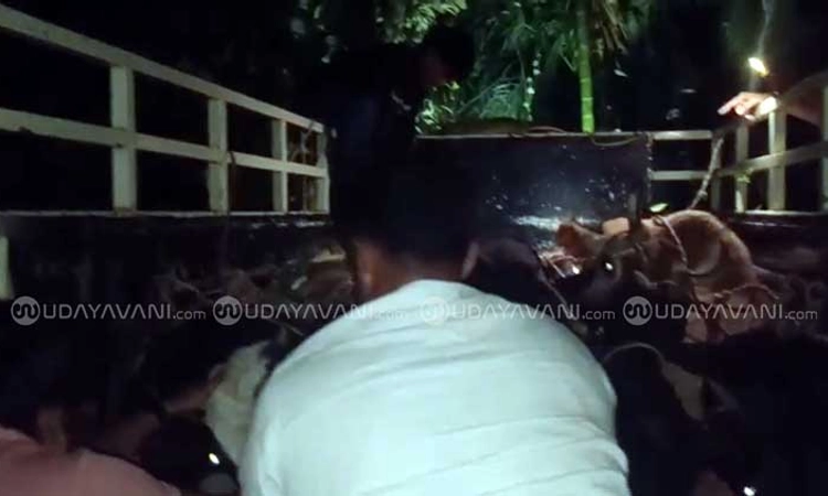 Belthangady: ತರಕಾರಿ ಸಾಗಾಟದ ವಾಹನದಲ್ಲಿ ಅಕ್ರಮ ಗೋ ಸಾಗಾಟ…