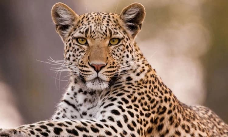 Bengaluru; ಮನೆಗೆ ನುಗ್ಗಿದ ಚಿರತೆ ಲಾಕ್ : ಅರಣ್ಯ ಸಿಬಂದಿಗಳಿಂದ ರಕ್ಷಣೆ