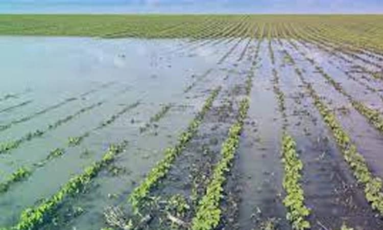 ಸತತ ಸುರಿಯುತ್ತಿರುವ ಮಳೆ-ಬೆಳೆಗೆ ಆಪತ್ತು