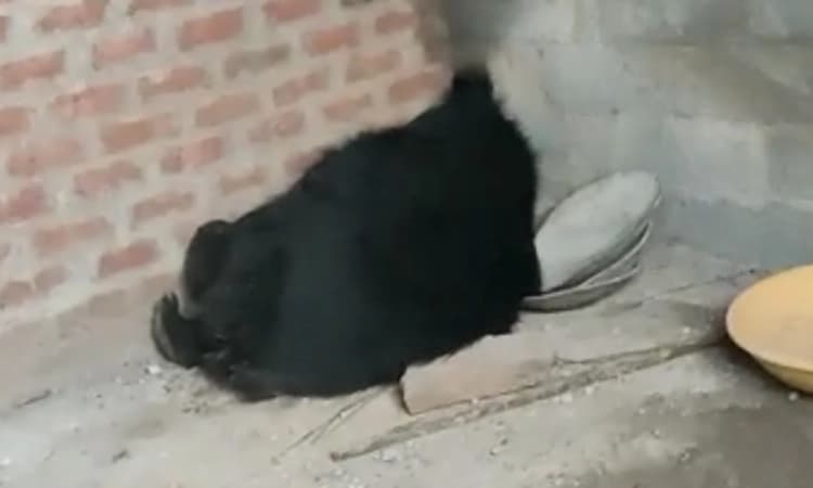 ವರುಣನ ಆರ್ಭಟಕ್ಕೆ ಹೆದರಿ ಮನೆಯ ಬೆಡ್ ರೂಂ ಸೇರಿದ ಕರಡಿ : ಗಾಬರಿಗೊಂಡ ಯಜಮಾನ