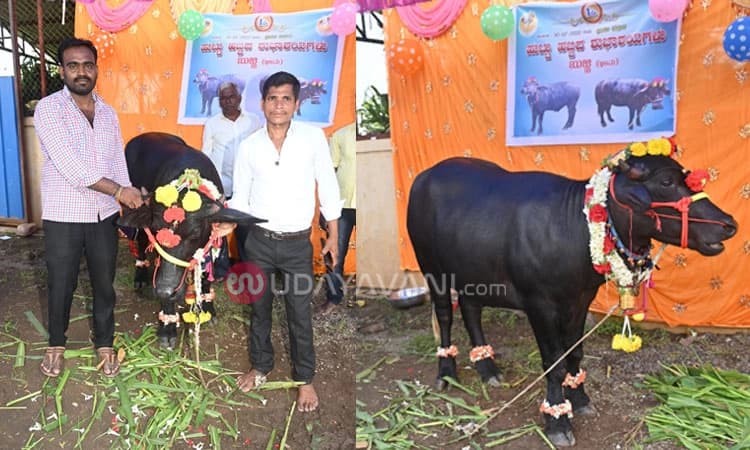 ಮಹಾಲಿಂಗಪುರ: ಕೋಣನಿಗೂ ಬಂತು ಬರ್ತ್ ಡೇ ಭಾಗ್ಯ : ಊಟ,ಕೇಕ್‌,ಫೋಟೋ ಶೂಟ್.. ಸಂಭ್ರಮ ಬಲು ಜೋರು