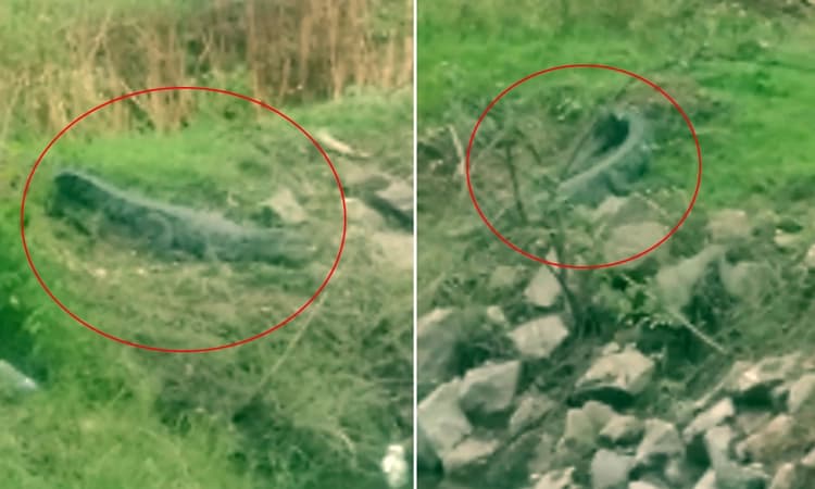 ಭಾರಿ ಗಾತ್ರದ ಮೊಸಳೆ ಕಂಡು ಬೆಚ್ಚಿ ಬಿದ್ದ ನಿವಾಸಗಳು, ಸೆರೆ ಹಿಡಿಯುವಂತೆ ಒತ್ತಾಯ