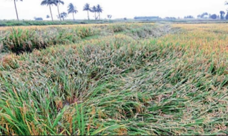 ಅಕಾಲಿಕ ಮಳೆಗೆ ಕೊಚ್ಚಿಹೋದ ಬೆಳೆ