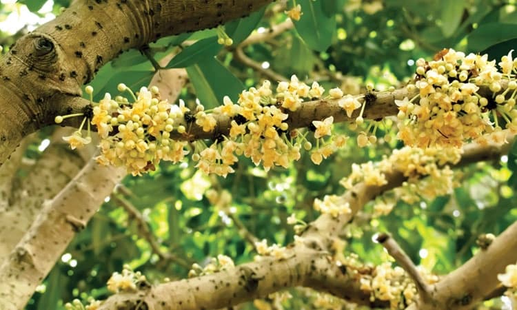 Suragi Tree: ಸುರಗಿ ಸಂಭ್ರಮ: ರೆಂಬೆಗಳ ಮೇಲೆ ನಕ್ಷತ್ರ ಲೋಕ!