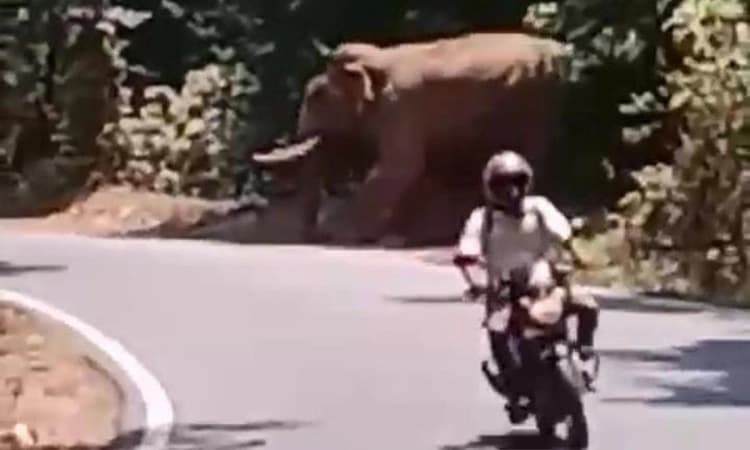 Charmadi Ghat ರಸ್ತೆಯಲ್ಲಿ ಹಗಲಲ್ಲೇ ಕಾಡಾನೆ ಸಂಚಾರ! ಬೈಕ್‌ ಸವಾರ ಅಪಾಯದಿಂದ ಪಾರು