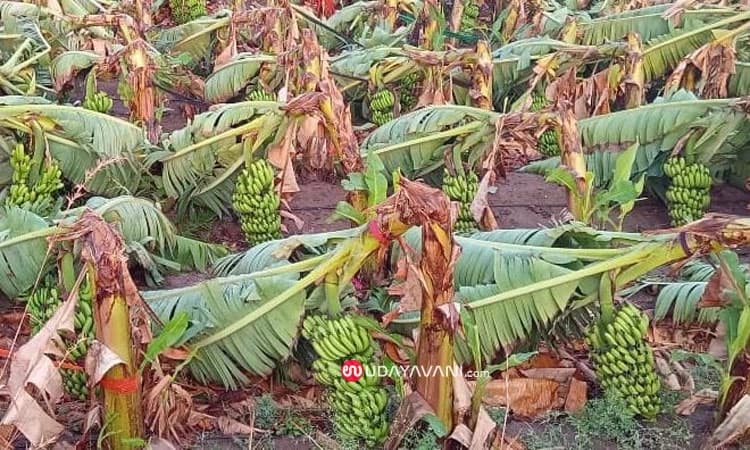 ಬಿರುಗಾಳಿಗೆ ನೆಲಕಚ್ಚಿದ ಕೊಯ್ಲು ಹಂತದ ದ್ರಾಕ್ಷಿ,ಬಾಳೆ: ಕಂಗಾಲಾದ ತೋಟಗಾರಿಕೆ ಬೆಳೆಗಾರ ರೈತರು