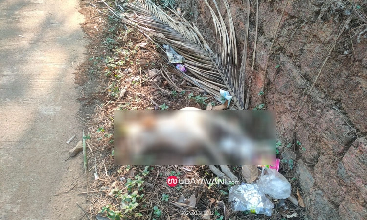 Mundaje: ವಿಷವಿಕ್ಕಿದ ದುರುಳರು; 10 ಕ್ಕೂ ಅಧಿಕ ಸಾಕು, ಬೀದಿ ನಾಯಿಗಳ ಸಾವು