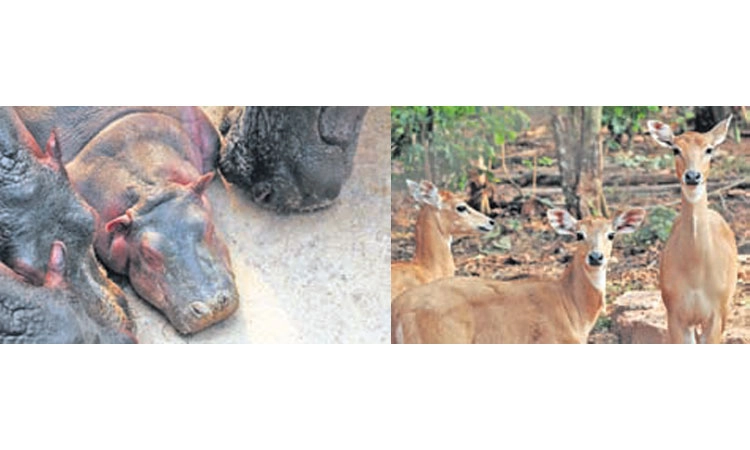 Pilikula ಮೃಗಾಲಯ; ಪ್ರಾಣಿ, ಪಕ್ಷಿ -ಉರಗಗಳ ಸಂತಾನ ಅಭಿವೃದ್ಧಿಯಲ್ಲಿ ದಾಖಲೆ