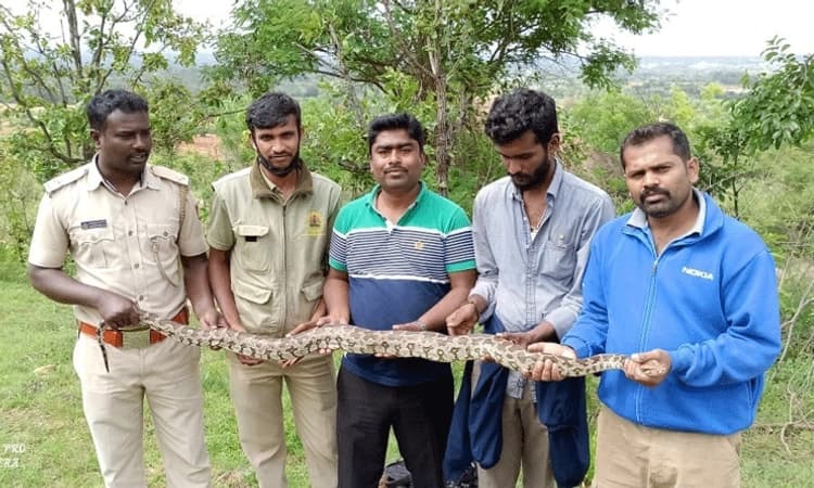 ಸುರಕ್ಷಿತ ಸ್ಥಳಕ್ಕೆ ಹಾವು ಬಿಡುವುದು ಸವಾಲಿನ ಕೆಲಸ