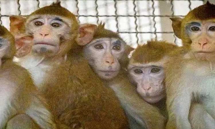 ಮಂಗಗಳ ಹತ್ಯೆ: ತನಿಖೆ ಚುರುಕು