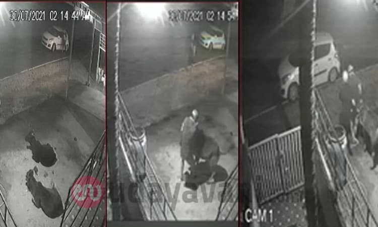 ಮಲೆನಾಡಿನಲ್ಲಿ ದನಗಳ್ಳರ ಹಾವಳಿ: ಮಲಗಿದ್ದ ದನಗಳನ್ನು ಕಾರಿಗೆ ತುಂಬಿಸಿಕೊಂಡು ಎಸ್ಕೇಪ್!