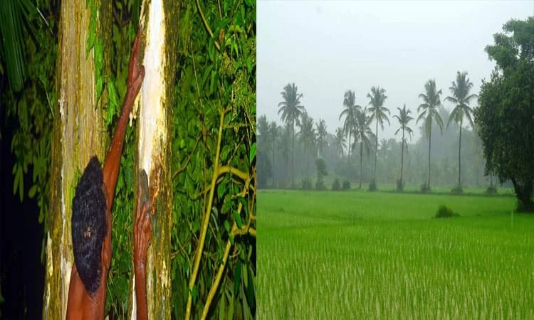 ಸುಖ ದು:ಖಗಳ ಸಮ್ಮಿಲನ ಆಟಿ ತಿಂಗಳು