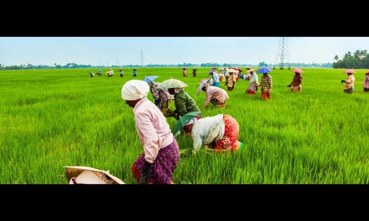 ಕೃಷಿ ಕ್ಷೇತ್ರಕ್ಕೆ ಸುಗ್ಗಿಕಾಲ