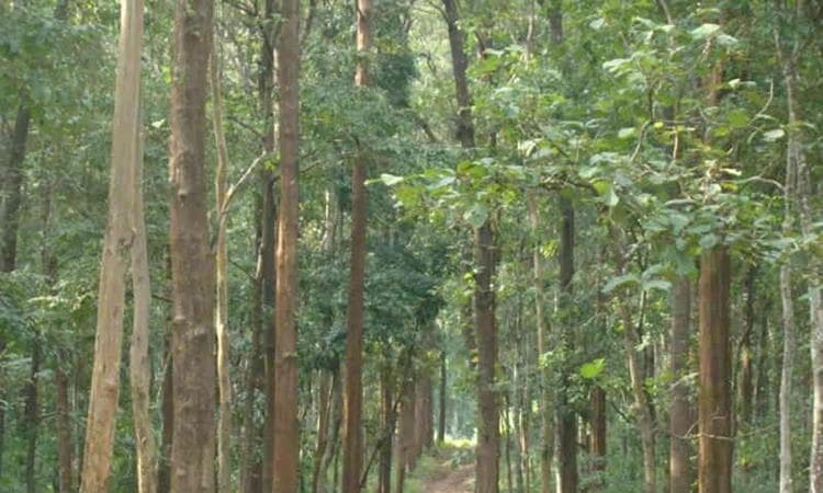 ತೇಗ ತರುಗಳ ಕೃಷಿ ಟೀಕ್‌ ನಹೀ ಹೈ