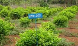 ಕರಾವಳಿಯ ಪ್ರಮುಖ ವಾಣಿಜ್ಯ ಕೃಷಿ – ಮಲ್ಲಿಗೆ ಕೃಷಿ