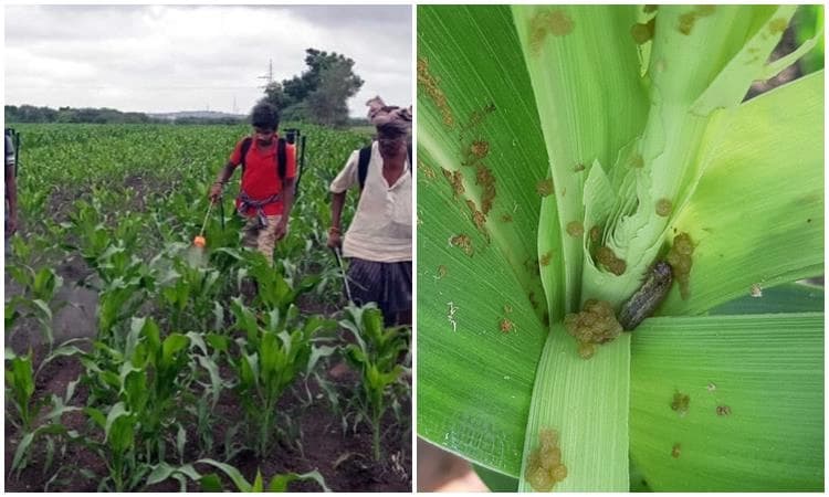 ಗೋವಿನ ಜೋಳಕ್ಕೆ ಲದ್ದಿಹುಳು ಕಾಟ
