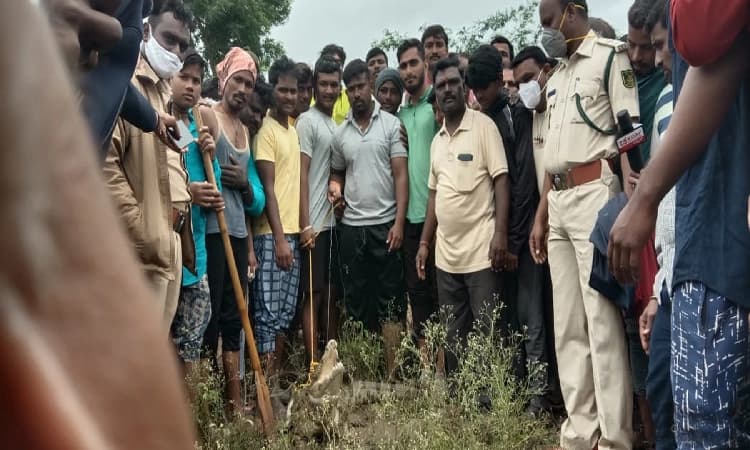 ಗ್ರಾಮಸ್ಥರ ಆತಂಕಕ್ಕೆ ಕಾರಣವಾಗಿದ್ದ ಮೊಸಳೆ ಸೆರೆ